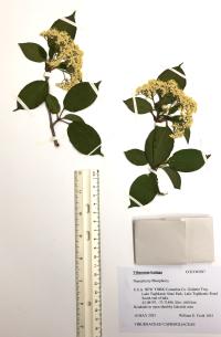 Viburnum lentago image
