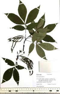 Carya ovalis image