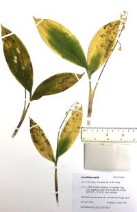 Convallaria majalis image
