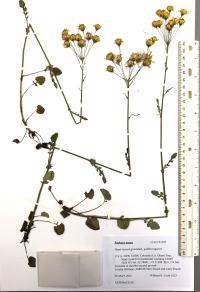 Packera aurea image