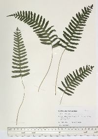 Polypodium virginianum image