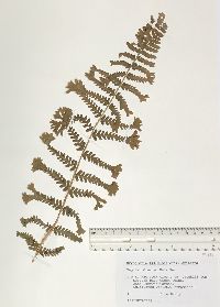 Dryopteris filix-mas image