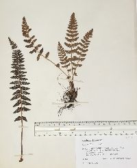 Woodsia ilvensis image