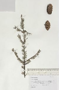 Picea glauca image