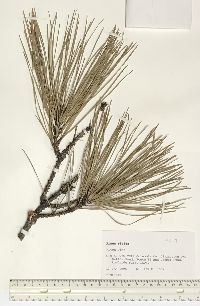 Pinus rigida image