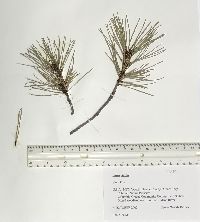 Pinus rigida image