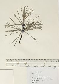 Pinus sylvestris image