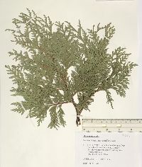 Thuja occidentalis image