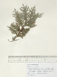 Thuja occidentalis image