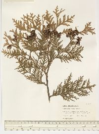 Thuja occidentalis image