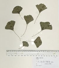 Ginkgo biloba image