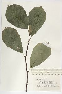 Magnolia acuminata image