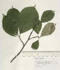 Magnolia acuminata image