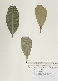 Magnolia grandiflora image