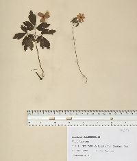 Anemone quinquefolia image