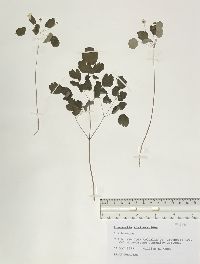 Anemonella thalictroides image