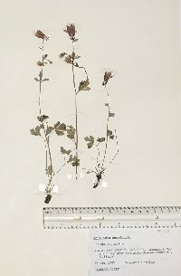 Image Associated With the Occurence