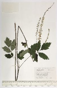 Actaea racemosa image