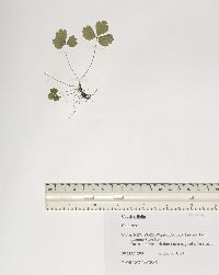 Coptis trifolia image