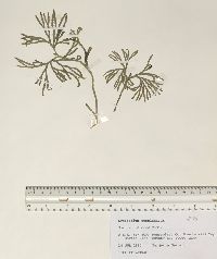 Diphasiastrum complanatum image