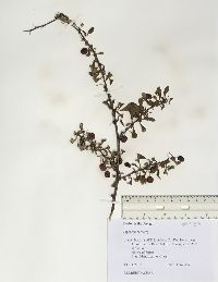 Berberis thunbergii image