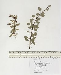 Berberis thunbergii image