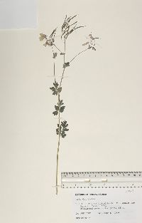 Capnoides sempervirens image