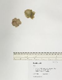 Humulus lupulus image