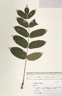 Juglans cinerea image