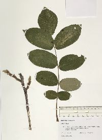 Juglans cinerea image