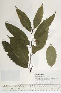 Castanea dentata image