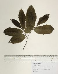 Fagus sylvatica image