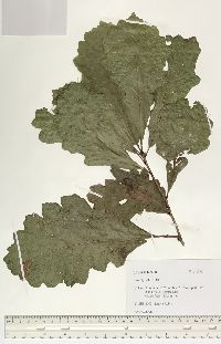 Quercus bicolor image