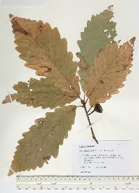 Quercus montana image