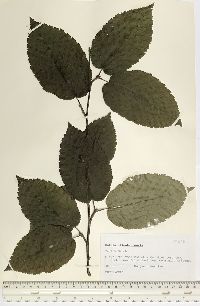 Betula alleghaniensis image