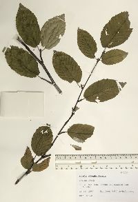 Betula alleghaniensis image