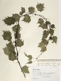 Betula pendula image