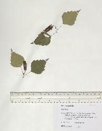 Betula populifolia image