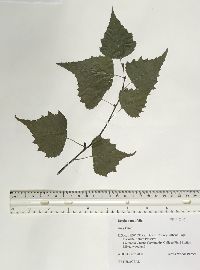 Betula populifolia image