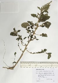 Amaranthus hybridus image