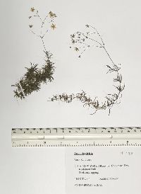 Arenaria stricta image