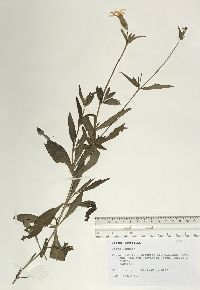 Silene latifolia image