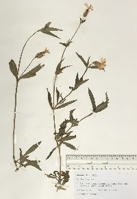 Silene latifolia image