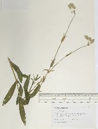 Silene latifolia image