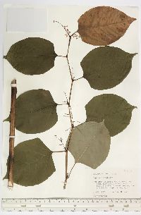 Reynoutria japonica image