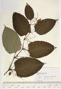 Reynoutria japonica image