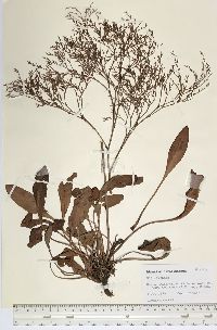 Limonium carolinianum image