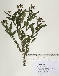 Hypericum prolificum image