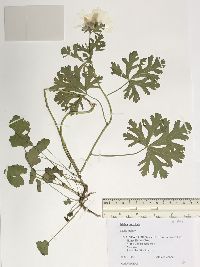 Malva moschata image