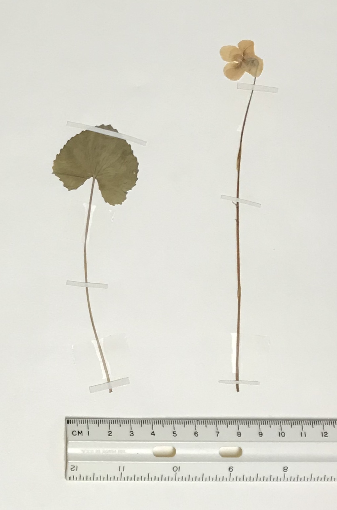 Viola macloskeyi image